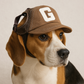 Un chien porte la Casquette pour Chien .
